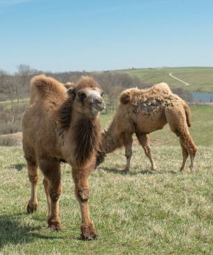 Bactrian Camel | The Wilds